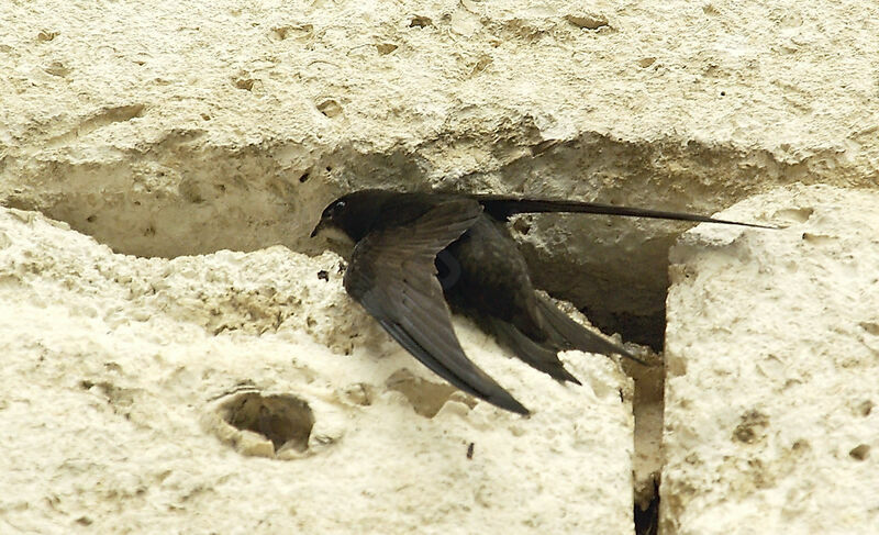 Common Swiftadult breeding