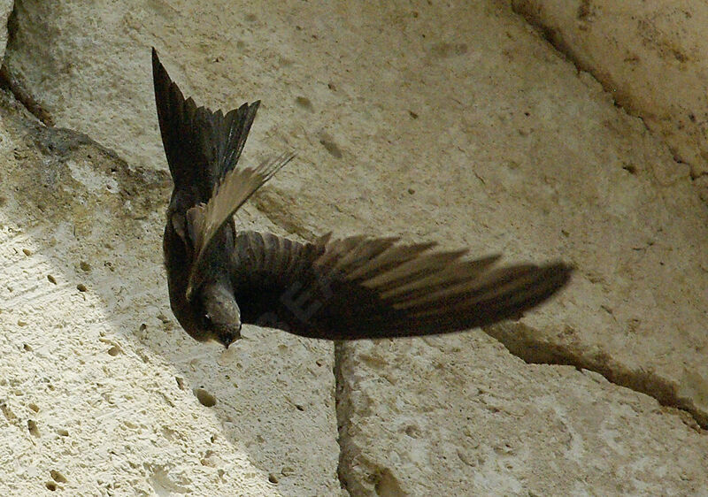 Common Swiftadult breeding