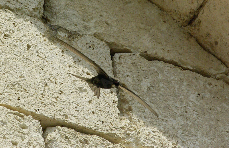 Common Swiftadult breeding