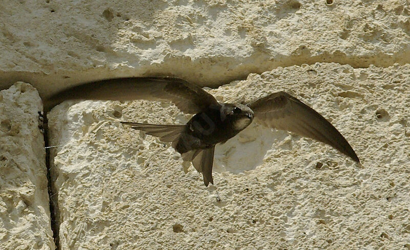 Common Swiftadult breeding