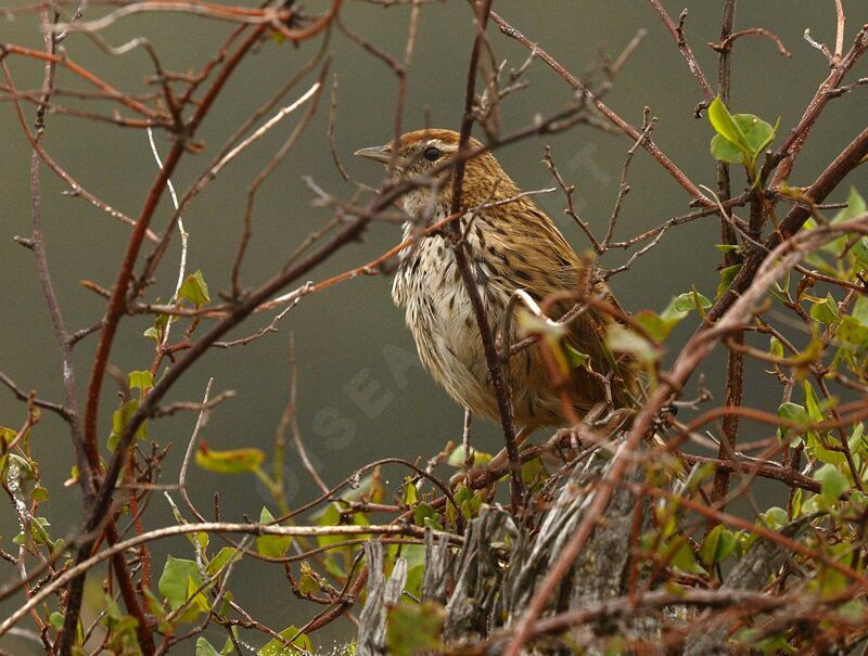 New Zealand Fernbird