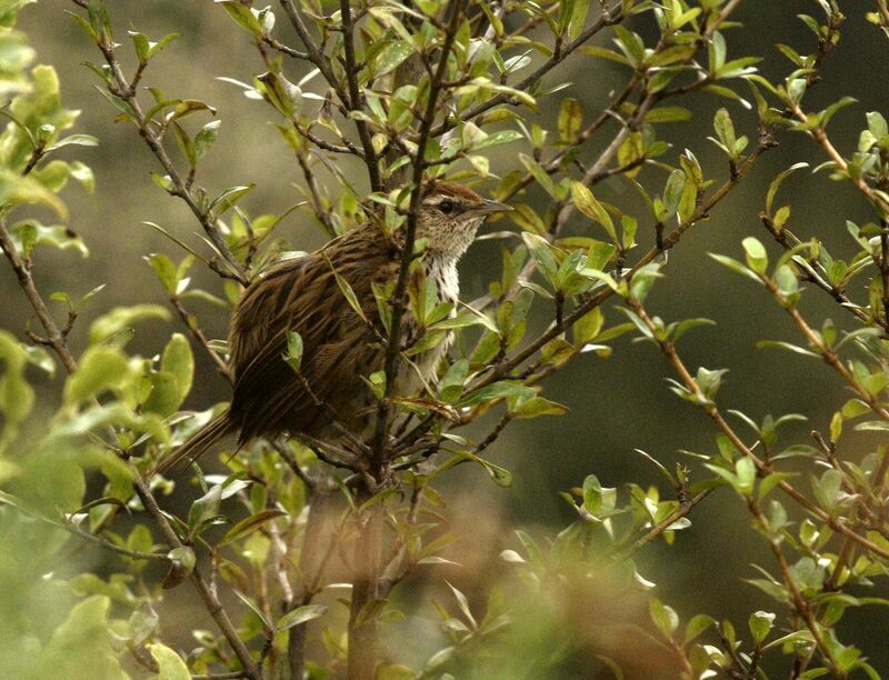 New Zealand Fernbird