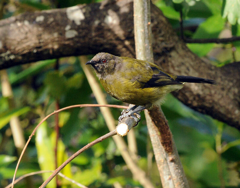 New Zealand Bellbird