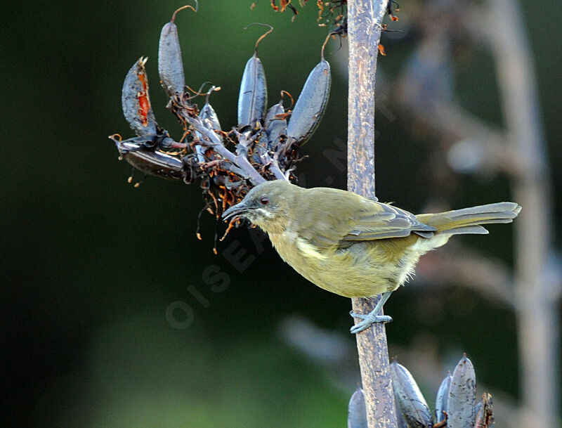 New Zealand Bellbird