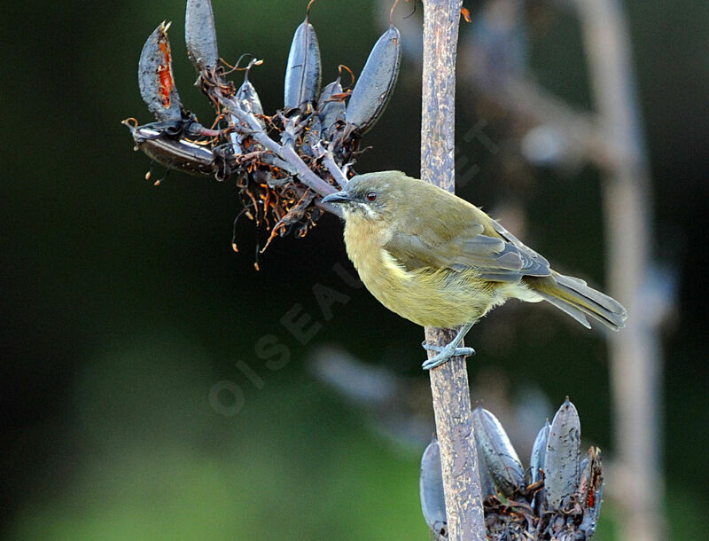 New Zealand Bellbird