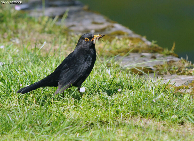 Common Blackbird male adult