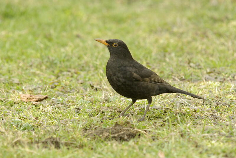 Common Blackbird male adult post breeding