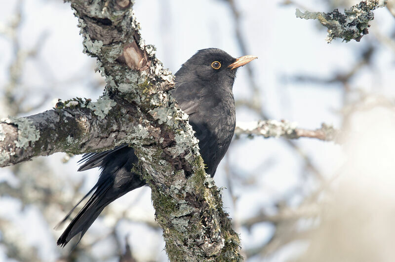 Common Blackbird