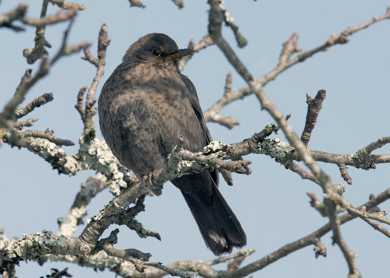 Common Blackbird