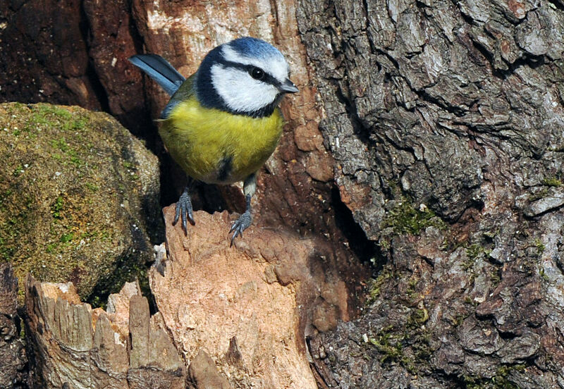 Eurasian Blue Tit