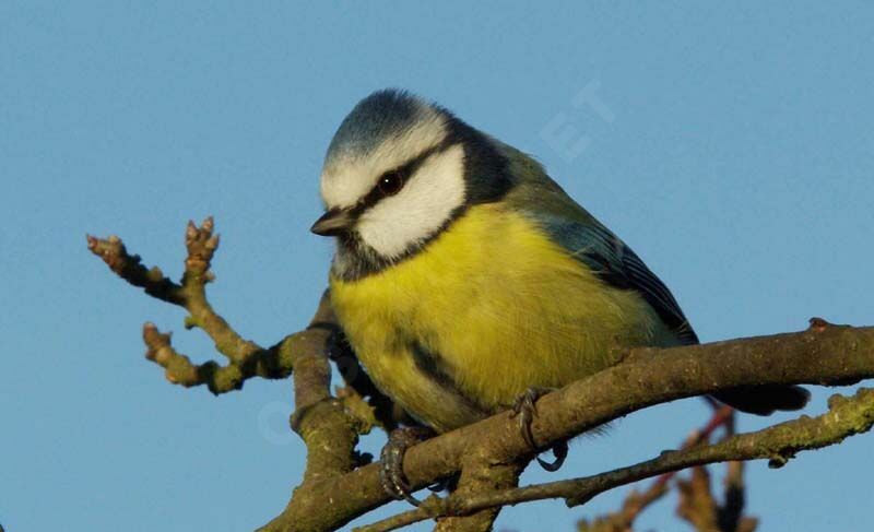 Mésange bleue