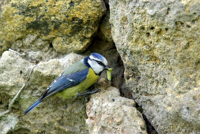 Mésange bleue