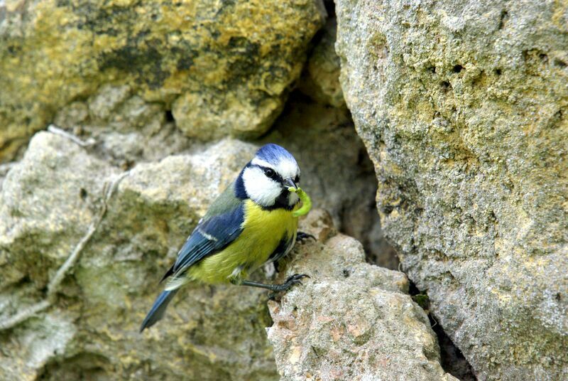 Mésange bleueadulte nuptial