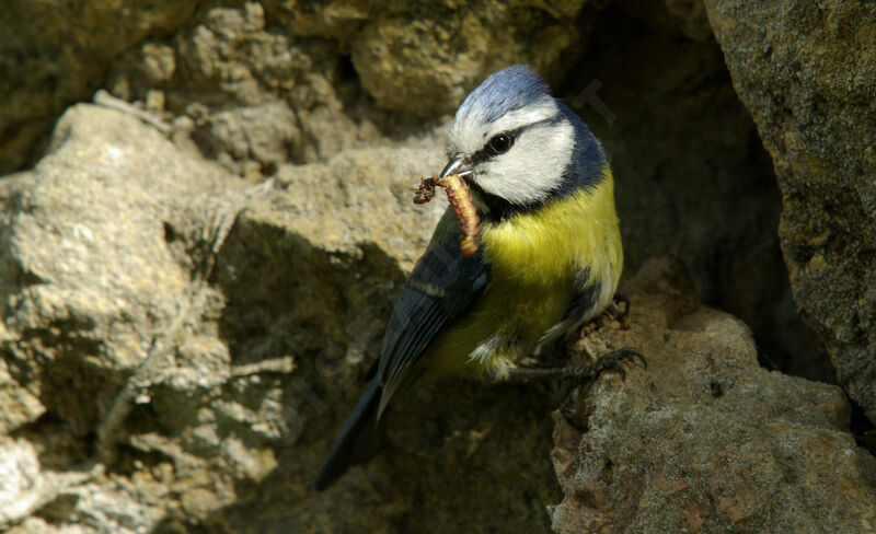 Eurasian Blue Titadult breeding