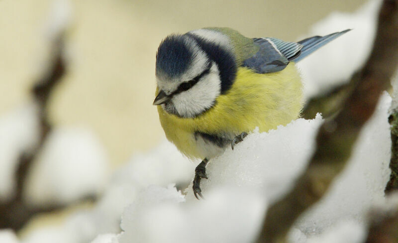 Eurasian Blue Tit