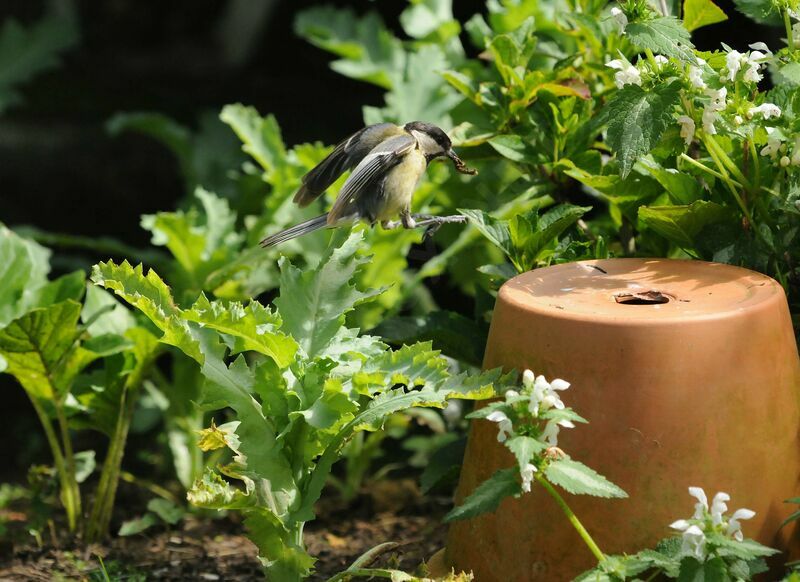 Mésange charbonnièreadulte nuptial