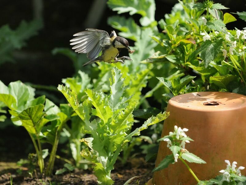 Mésange charbonnière