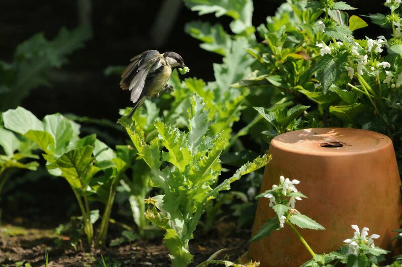 Mésange charbonnière