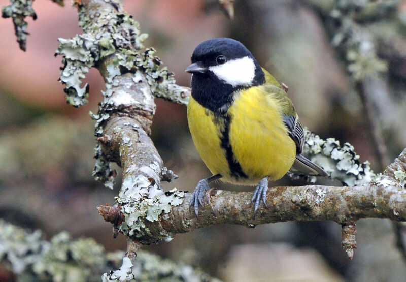 Mésange charbonnière femelle adulte