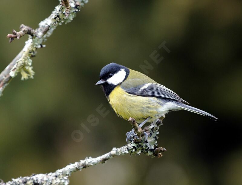 Great Tit