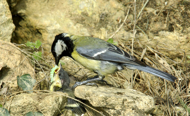 Mésange charbonnièreadulte nuptial