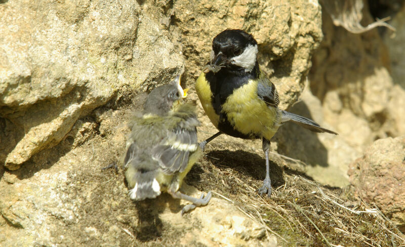 Mésange charbonnière mâle adulte nuptial