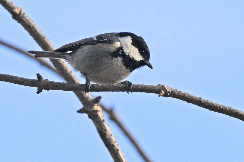 Coal Tit