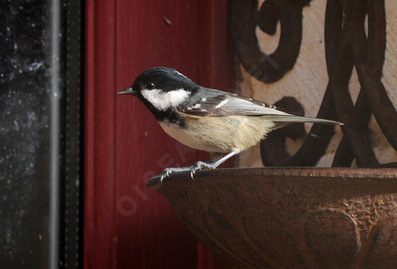 Coal Tit