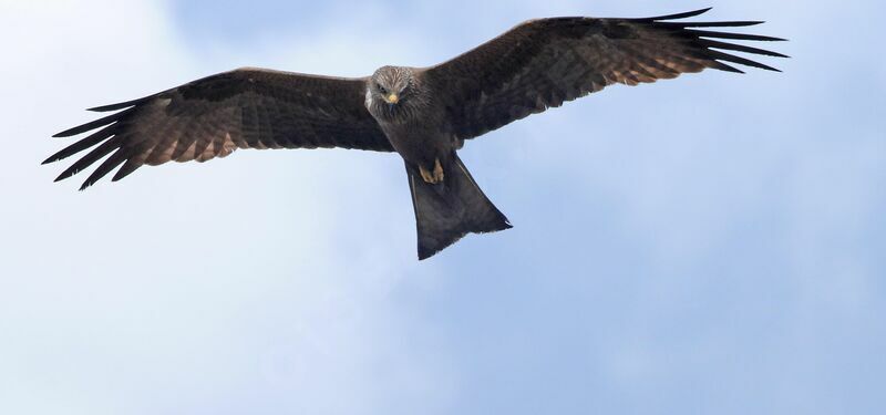 Black Kite