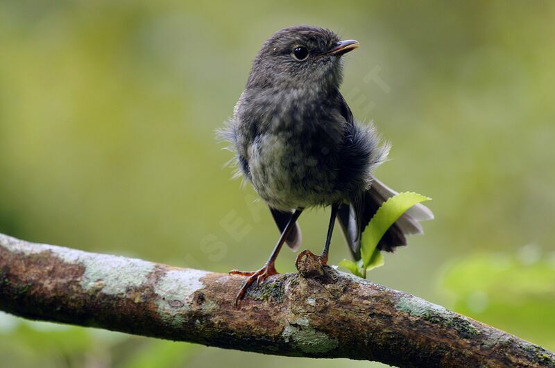 North Island Robin