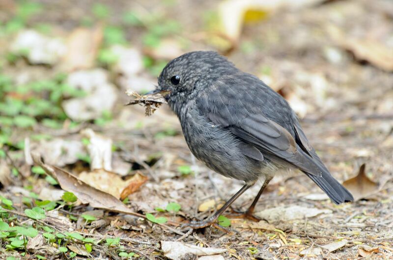 North Island Robin