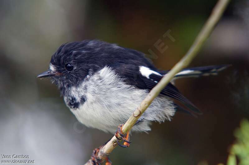 Miro mésange mâle adulte, identification