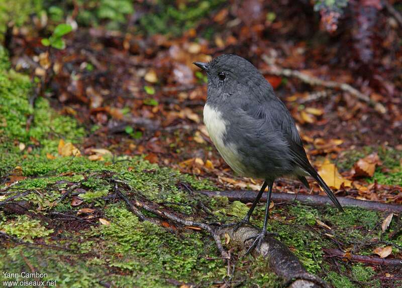 South Island Robin male adult, identification