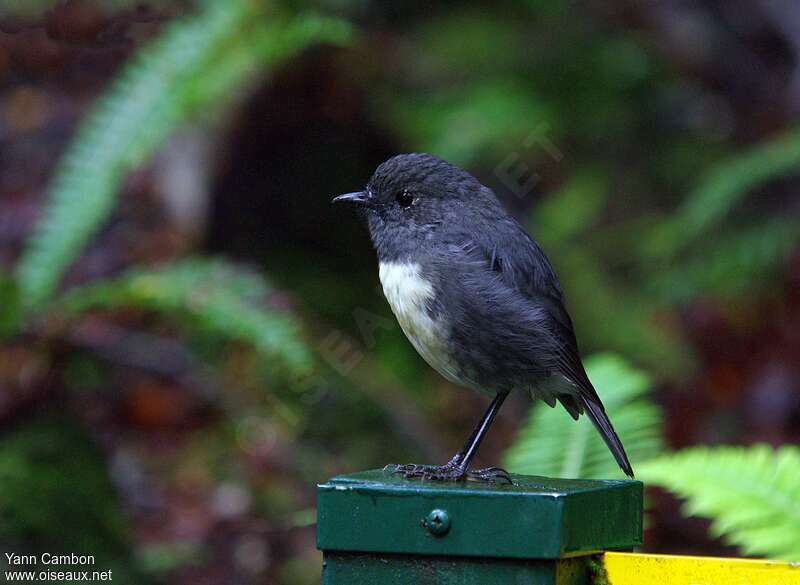 South Island Robin male adult breeding, identification