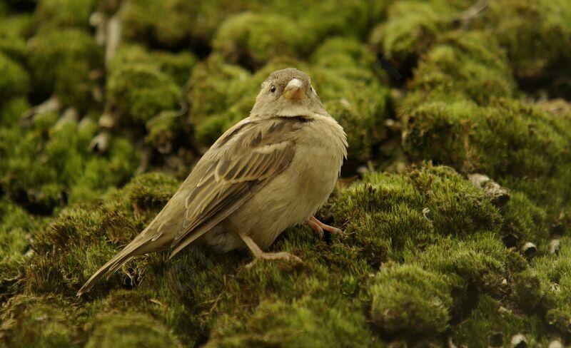 House Sparrow female