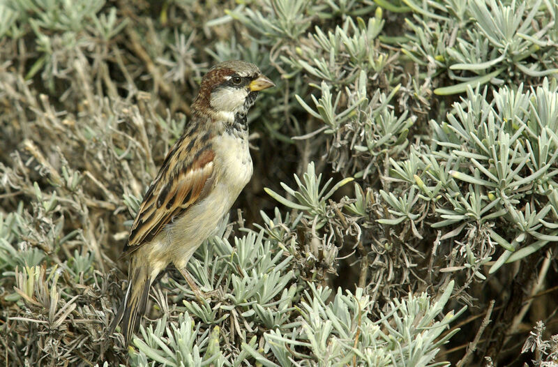 Moineau domestique mâle adulte