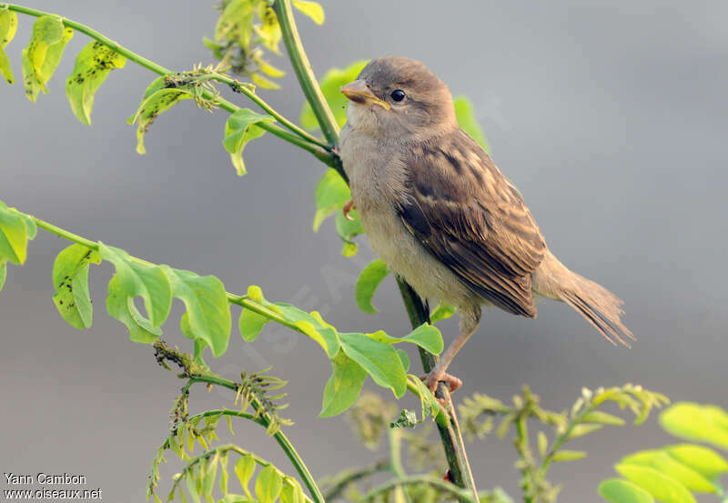 House Sparrowjuvenile, identification