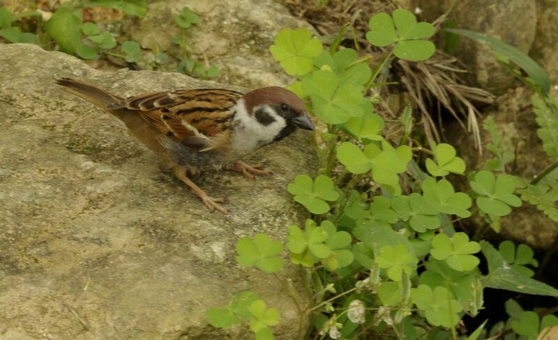 Moineau friquet