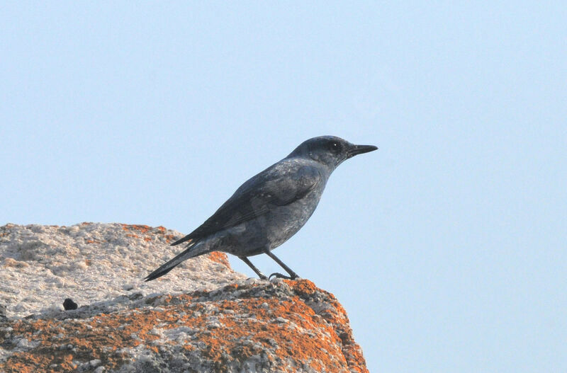 Blue Rock Thrush male