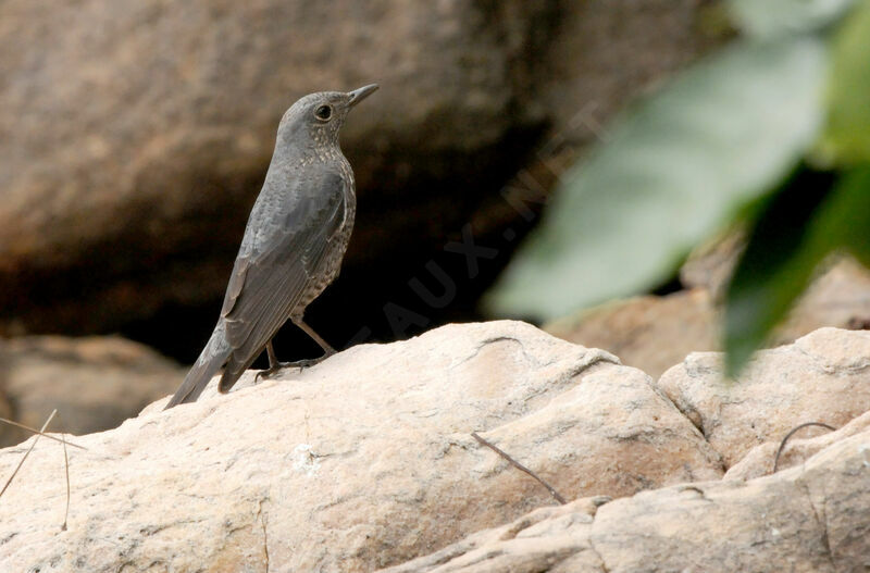 Blue Rock Thrush