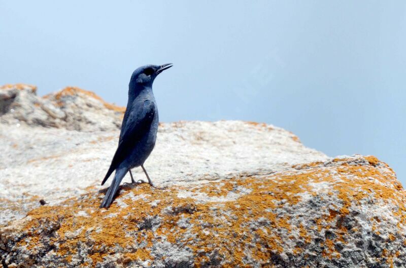 Blue Rock Thrush