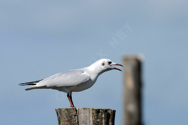 Black-headed Gull