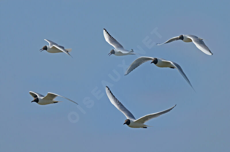 Black-headed Gull