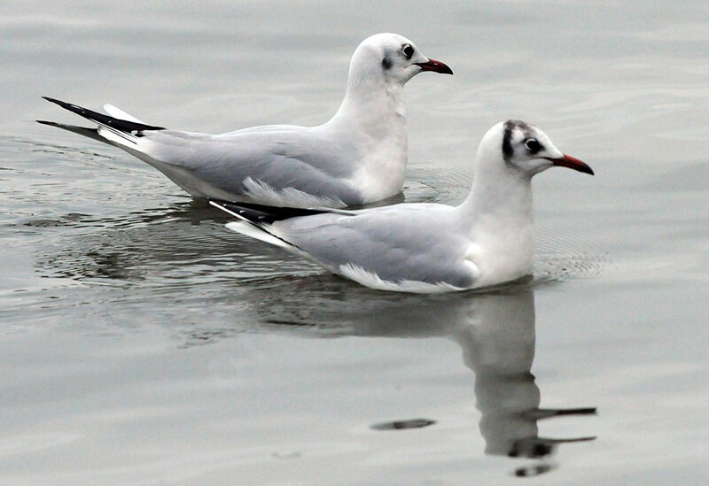 Mouette rieuse