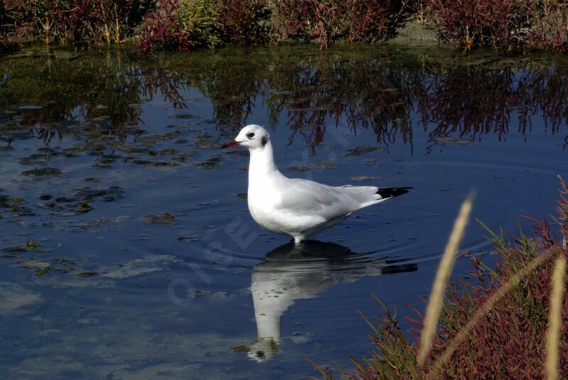 Black-headed Gulladult post breeding