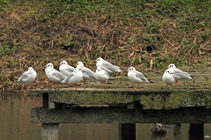 Mouette rieuse