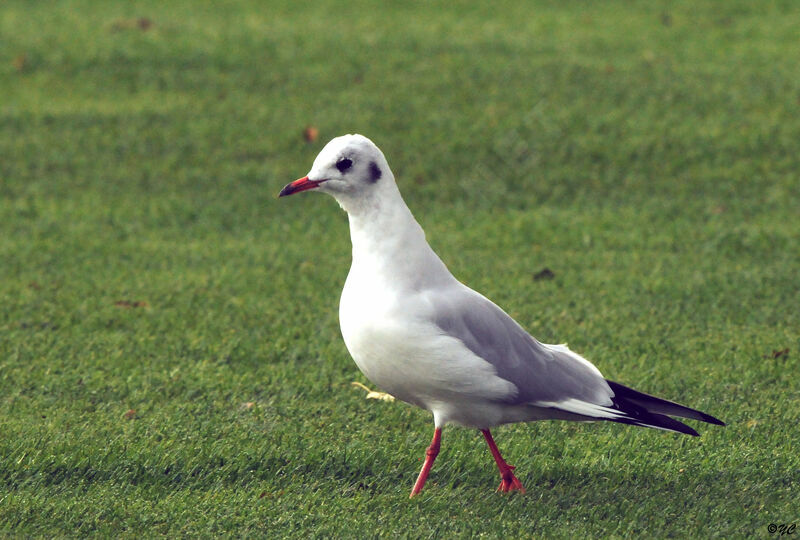 Mouette rieuse