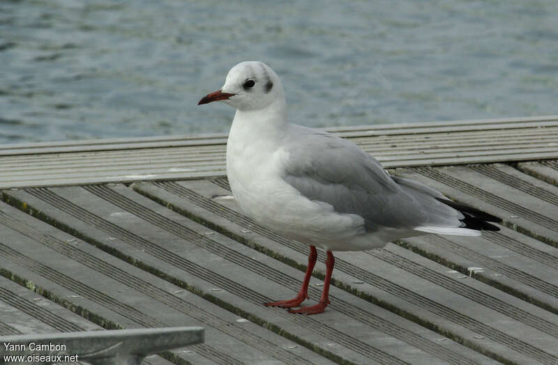 Mouette rieuseadulte internuptial, identification