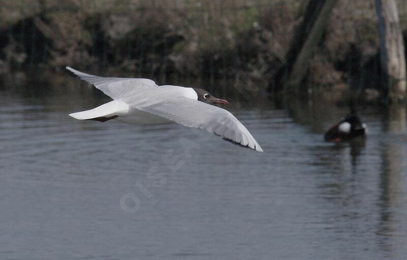 Black-headed Gull