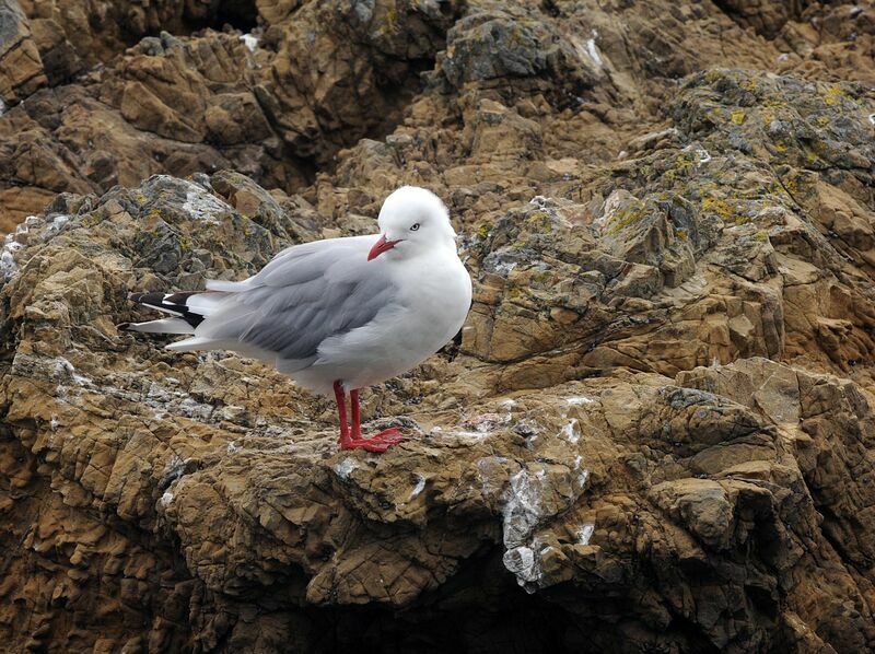 Mouette scopuline